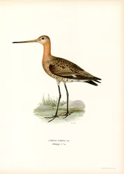 Black-tailed Godwit