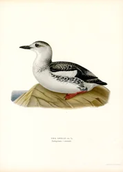 Black Guillemot