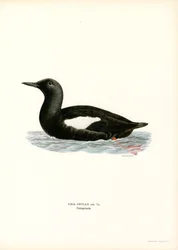Black Guillemot