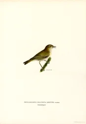 Chiffchaff