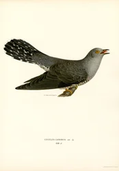 Common Cuckoo