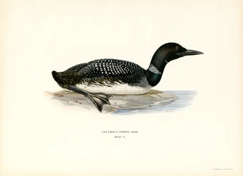 Common Loon
