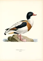 Common Shelduck