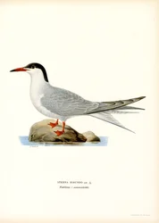 Common Tern
