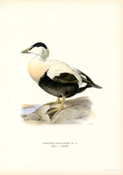 Eider Duck