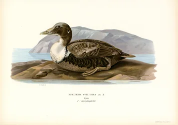 Eider Duck
