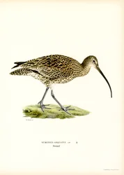 Eurasian Curlew