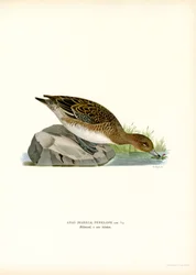 Eurasian Wigeon