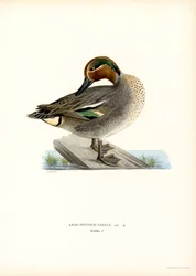 European Teal