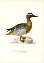 Garganey