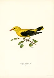 Golden Oriole