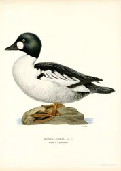 Goldeneye Duck