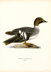 Goldeneye Duck