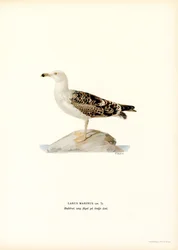 Great Black-backed Gull