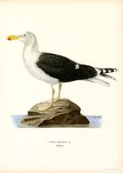 Great Black-backed Gull
