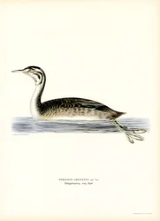 Great Crested Grebe