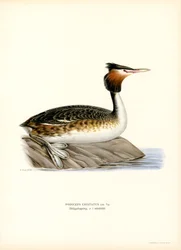 Great Crested Grebe