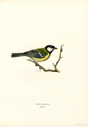 Great Tit