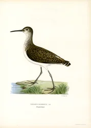 Green Sandpiper