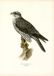 Gyrfalcon