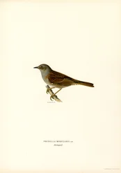 Hedge Warbler
