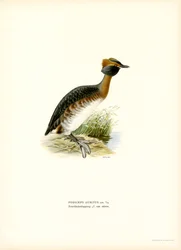 Horned Grebe