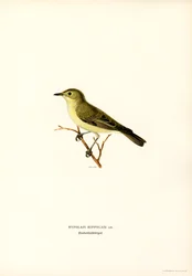 Icterine Warbler