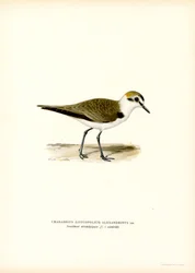Kentish Plover
