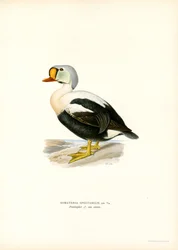 King Duck