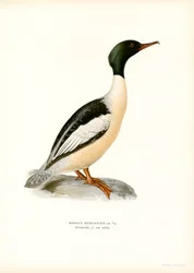 Large Merganser