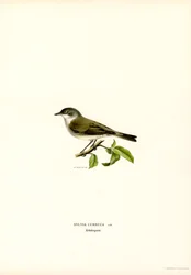 Lesser Whitethroat
