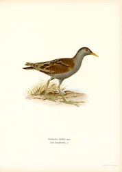 Little Crake