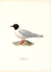 Little Gull