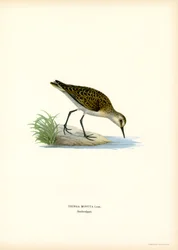 Little Stint
