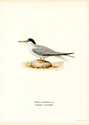 Little Tern
