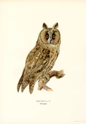 Long-eared Owl