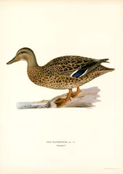 Mallard