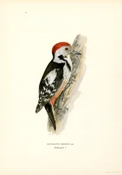 Medium Spotted Woodpecker