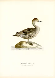 Northern Pintail