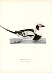 Oldsquaw Duck