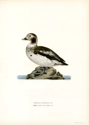 Oldsquaw Duck