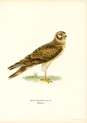 Pallid Harrier