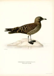 Parasitic Jaeger