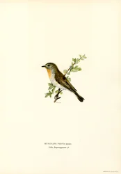Red-breasted Flycatcher