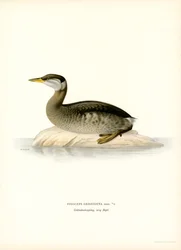 Red-necked Grebe