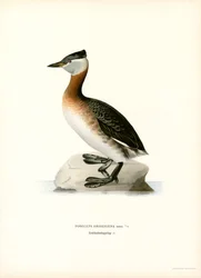 Red-necked Grebe