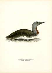 Red-throated Diver