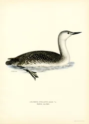 Red-throated Diver