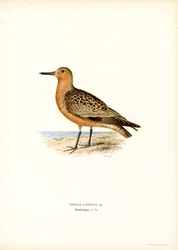 Red Knot