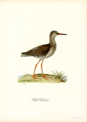Redshank